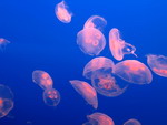 Lạc vào thế giới đại dương Vancouver Aquarium
